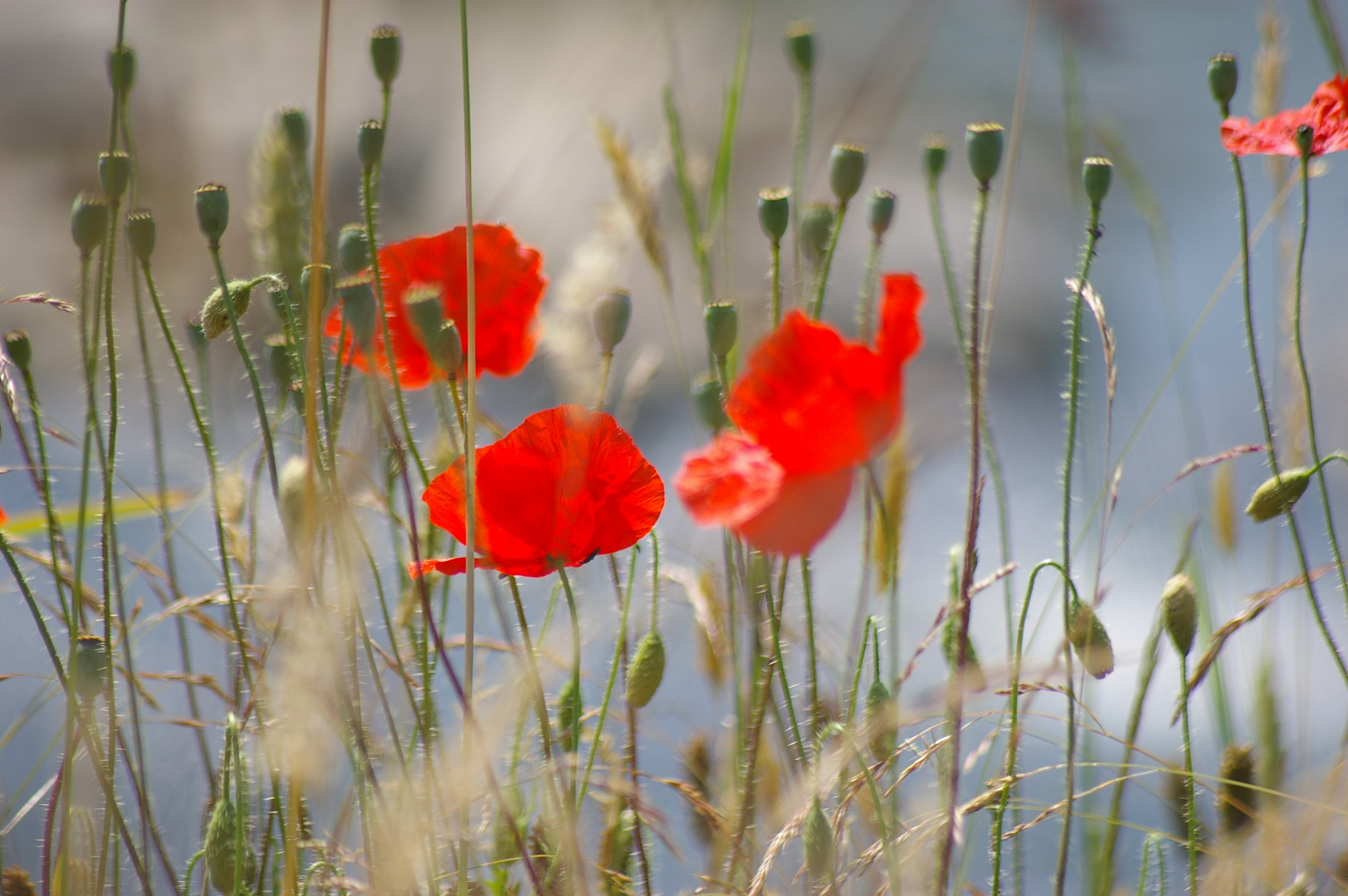 Mohn