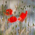 Mohn