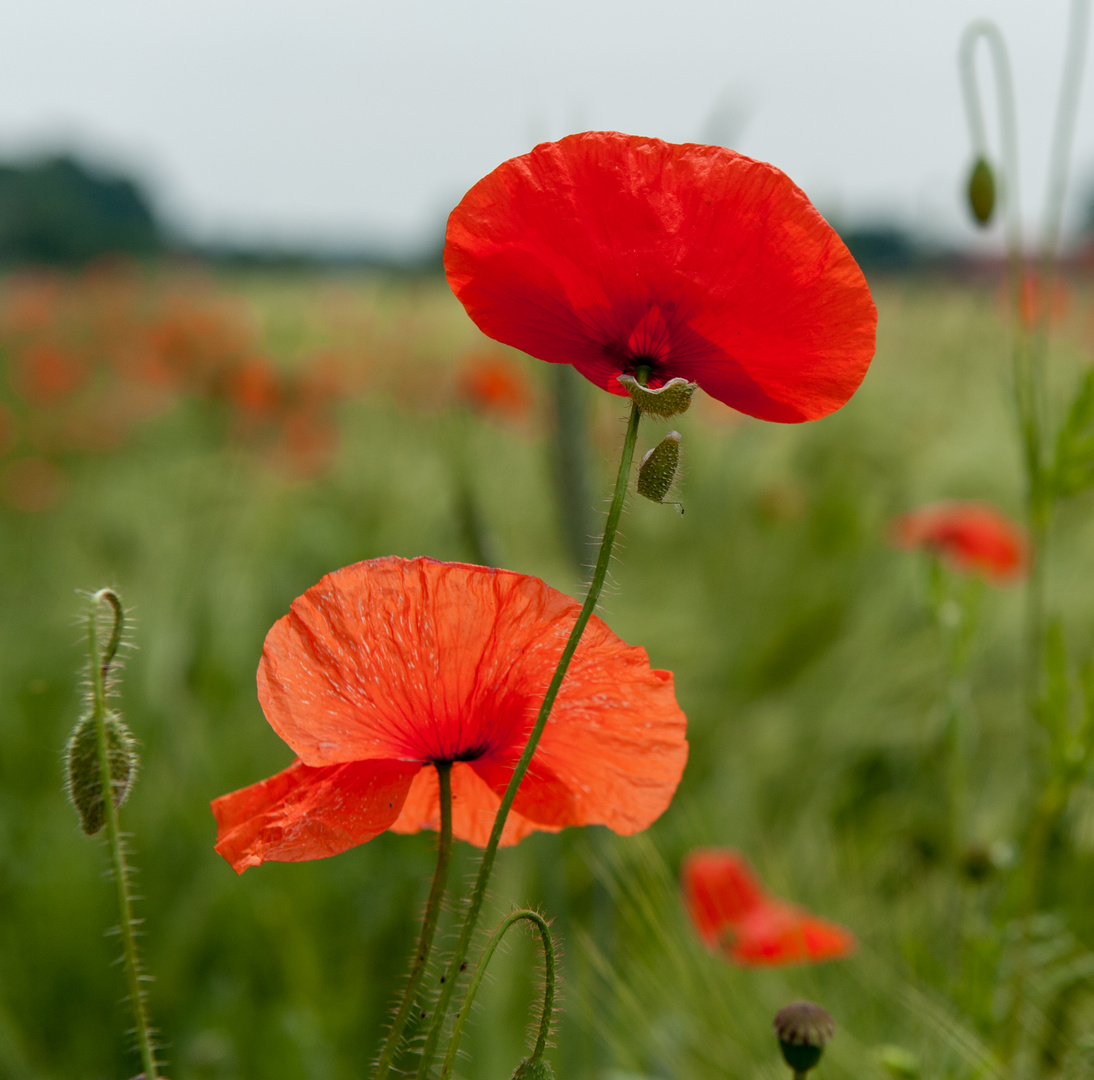 Mohn