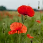 Mohn