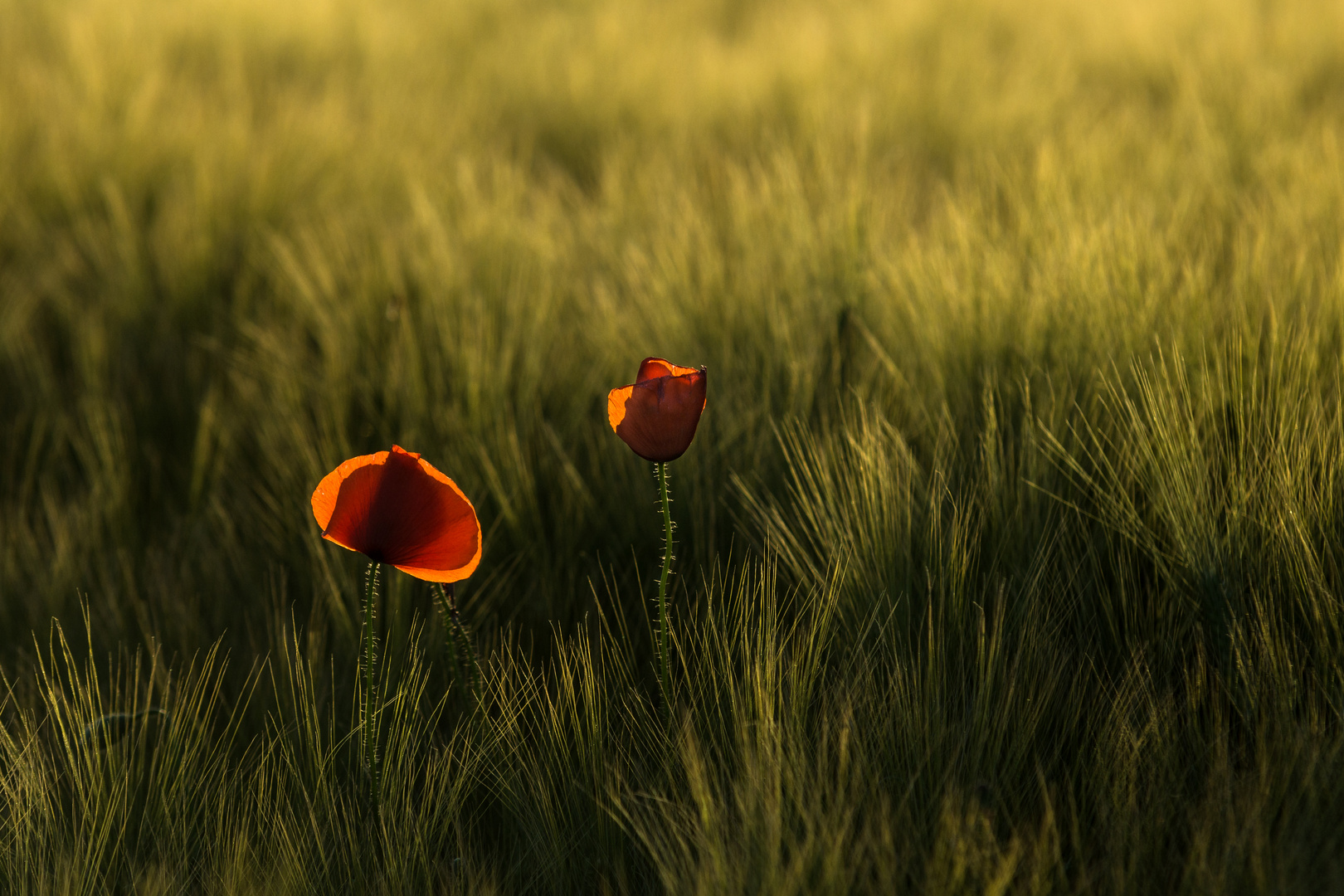 Mohn