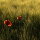 Mohn