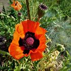 Mohn