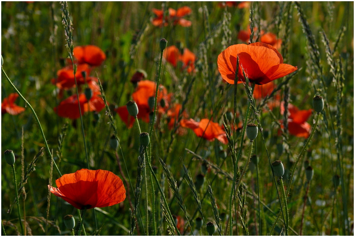 Mohn...