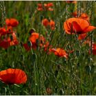 Mohn...