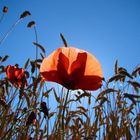 Mohn