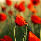 Mohn 08-2010