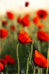 Mohn 08-2010