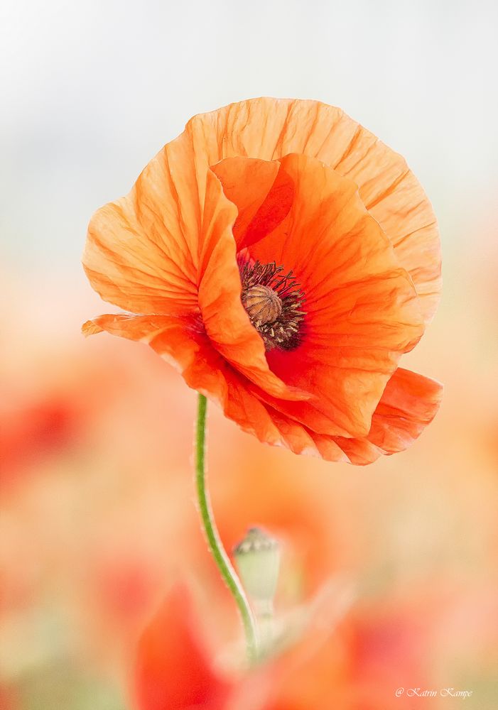 Mohn 08