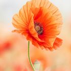 Mohn 08