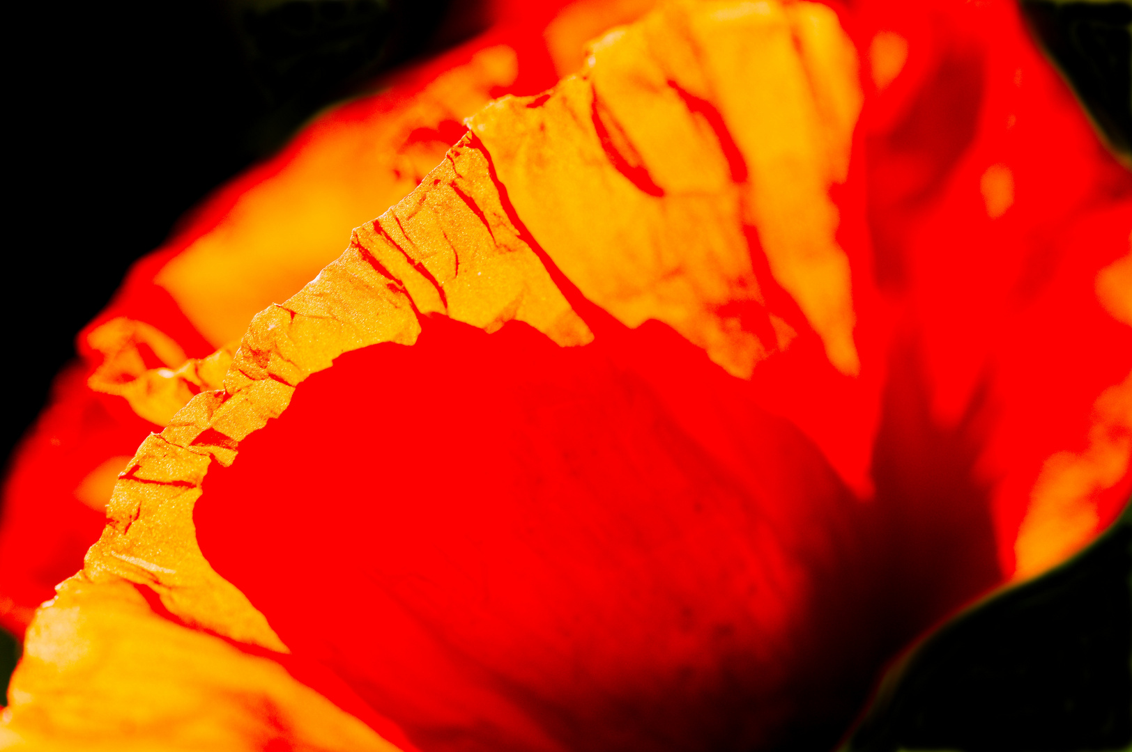 Mohn