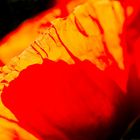 Mohn