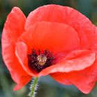 Mohn