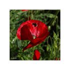 Mohn - 08/2014