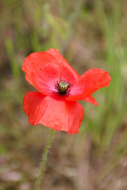 Mohn