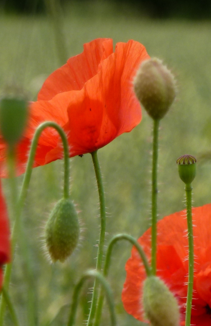 Mohn