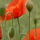 Mohn