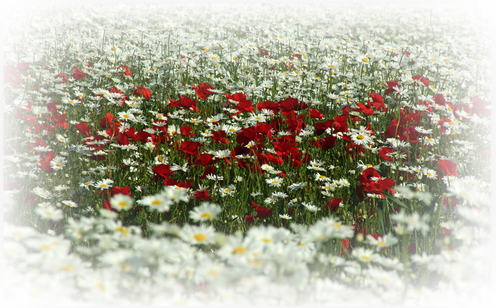 Mohn