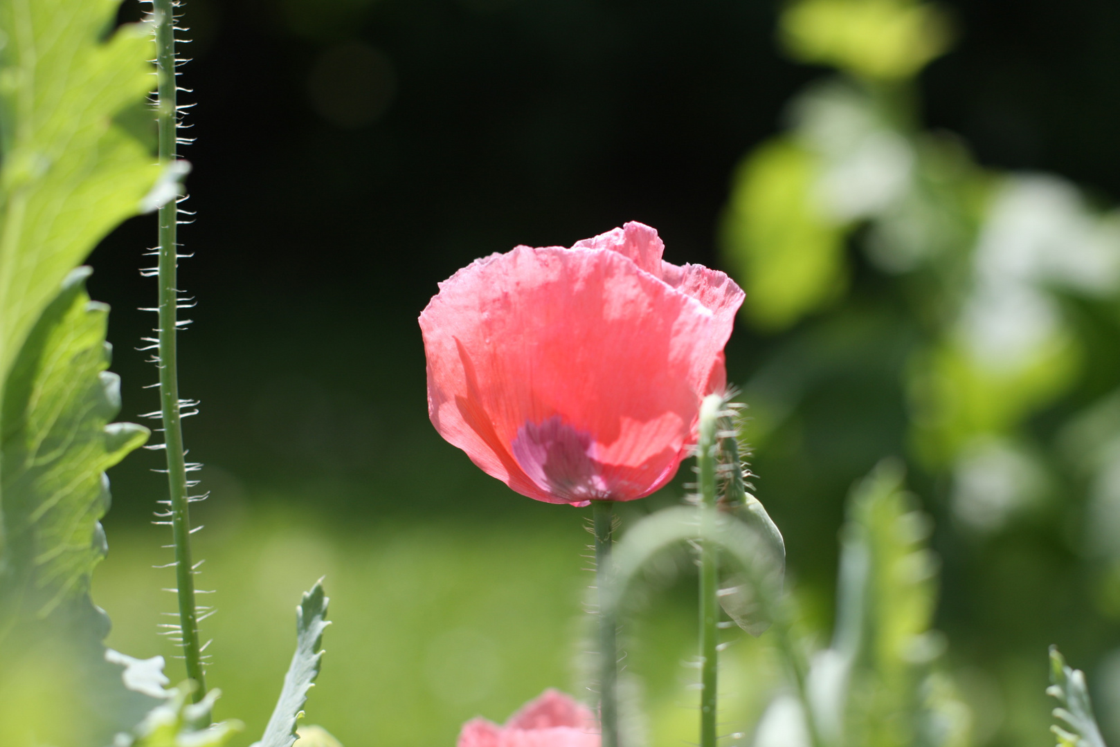 Mohn