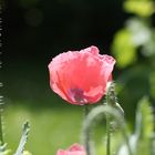 Mohn