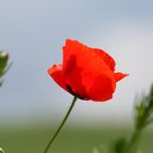 Mohn