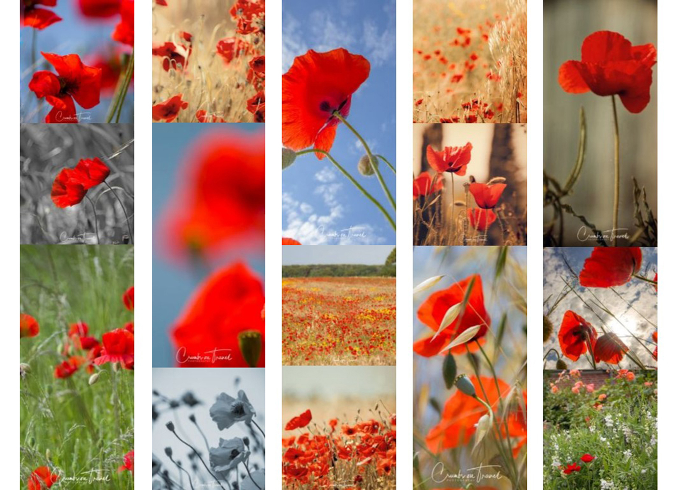 Mohn