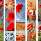 Mohn