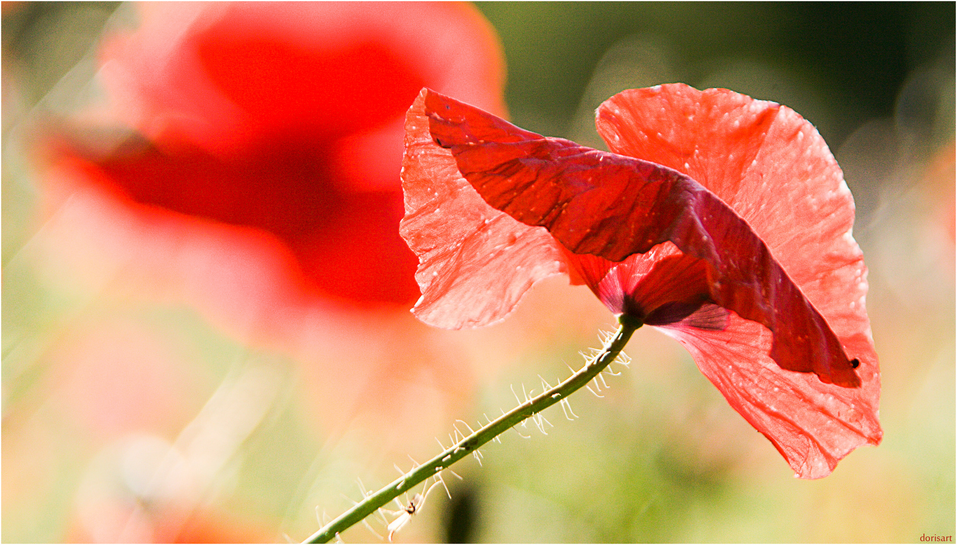 Mohn