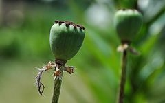 MOHN