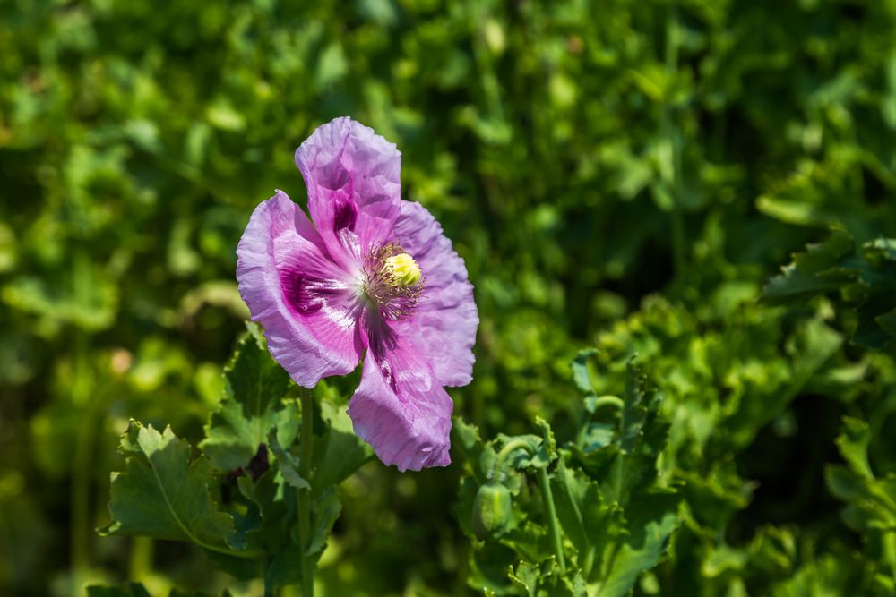 Mohn