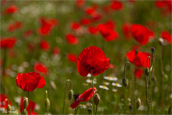 Mohn