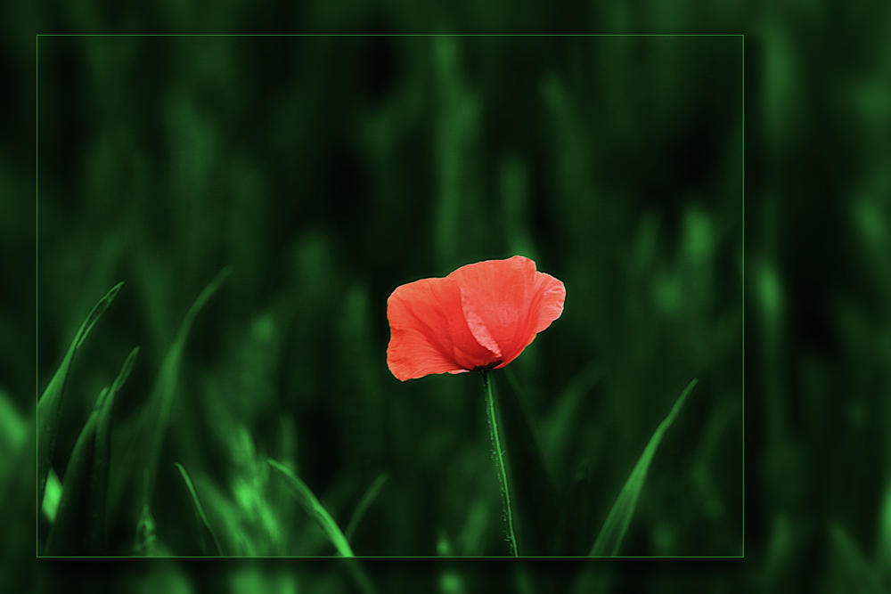 Mohn..