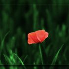 Mohn..