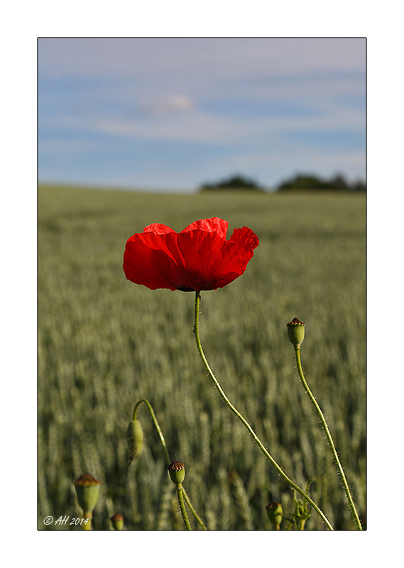 Mohn - 09/2014