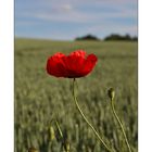 Mohn - 09/2014