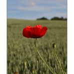 Mohn - 09/2014