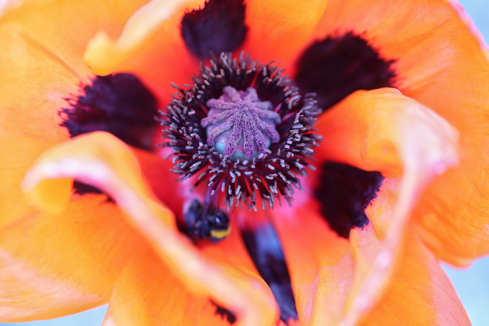 Mohn