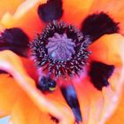 Mohn