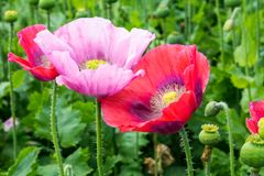 Mohn