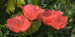 Mohn