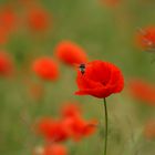 Mohn