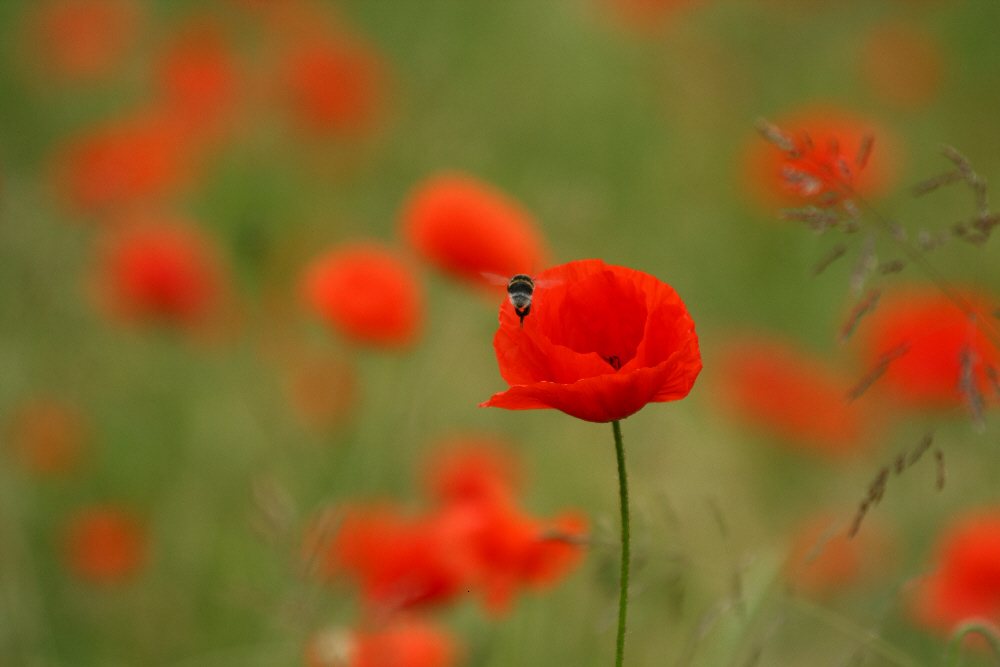 Mohn