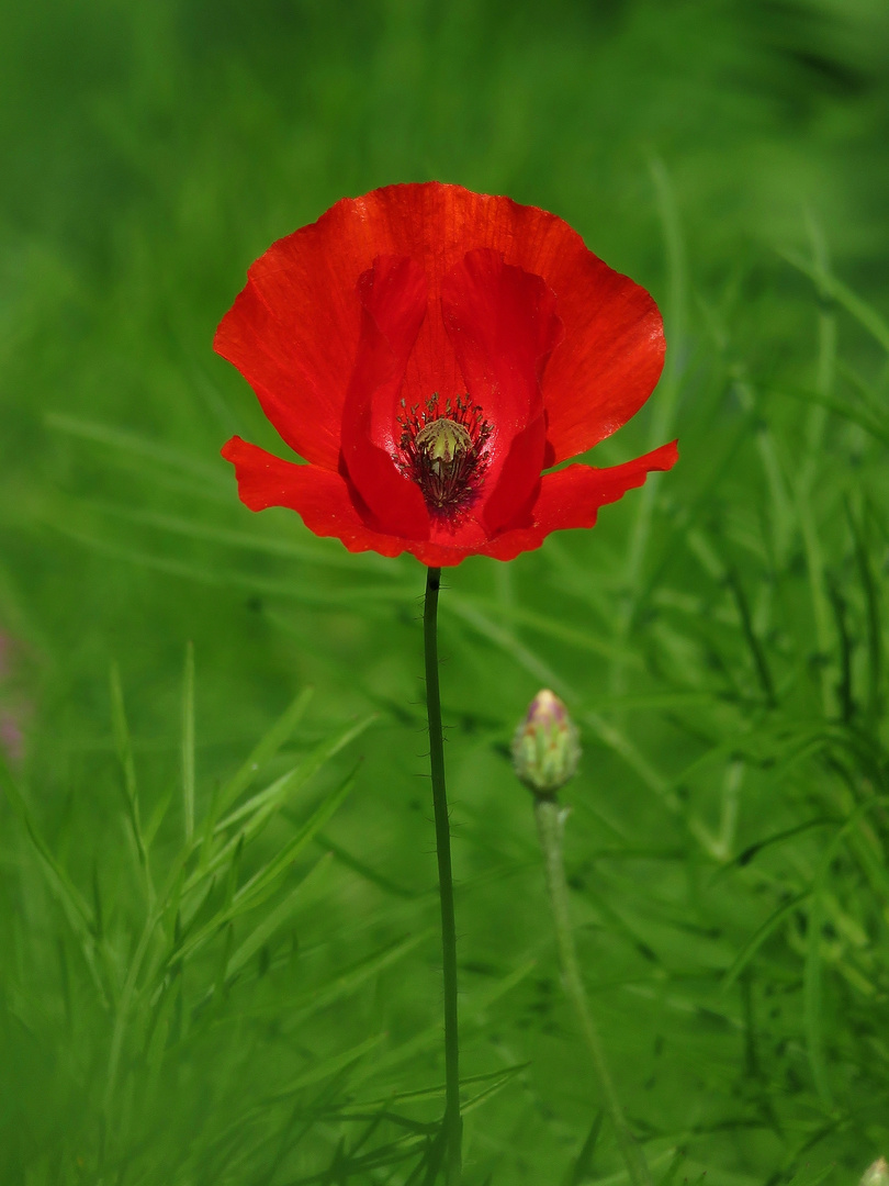 Mohn