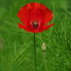 Mohn