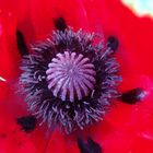 Mohn