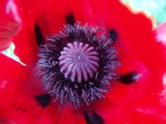 Mohn