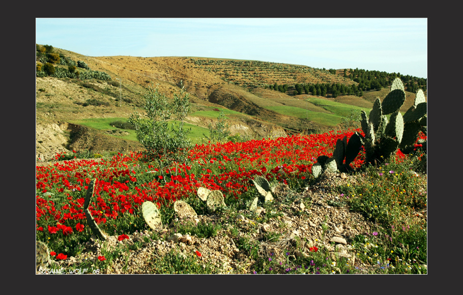 Mohn