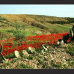 Mohn