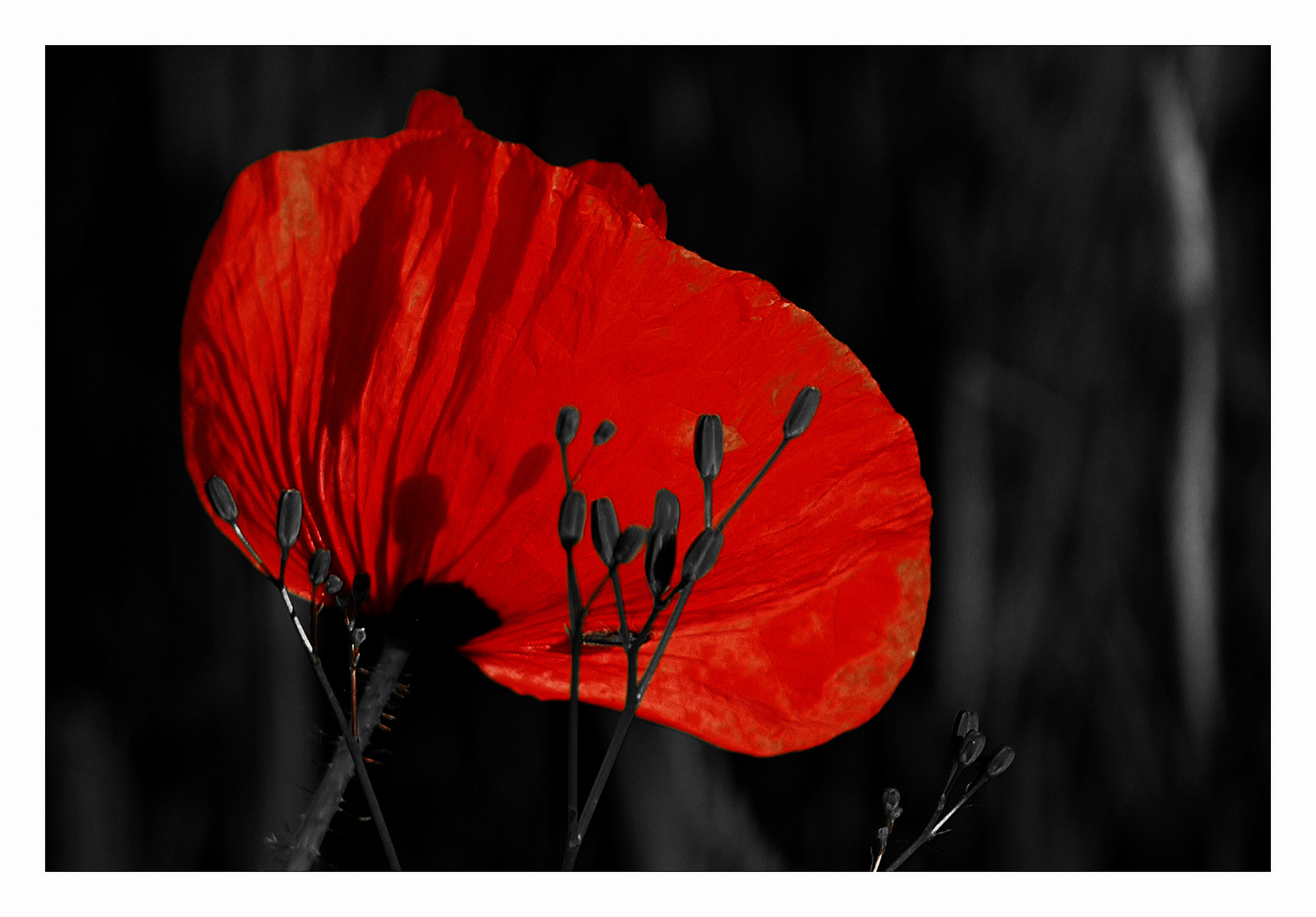 Mohn