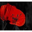 Mohn